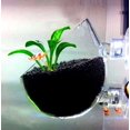 thumbnail image 4 of Maceta para decoración de acuario JAMW con 2 ventosas para plantas acuáticas 2 unidades, 4 of 5