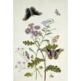 thumbnail image 2 of Robins, Thomas Jr. 23x32 Black Ornate Wood Framed with Double Matting Museum Art Print Titled - Convolvulus and Chrysanthemum, 2 of 4