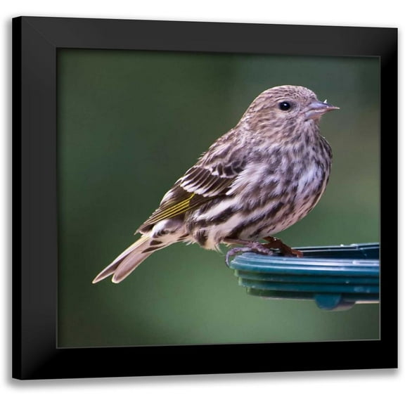 Hellmann, Stan 12x12 Black Modern Framed Museum Art Print Titled - Pine Siskin