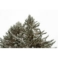 thumbnail image 2 of Schlabach, Sue 24x17 Gold Ornate Wood Framed with Double Matting Museum Art Print Titled - Snow on Treetops, 2 of 4