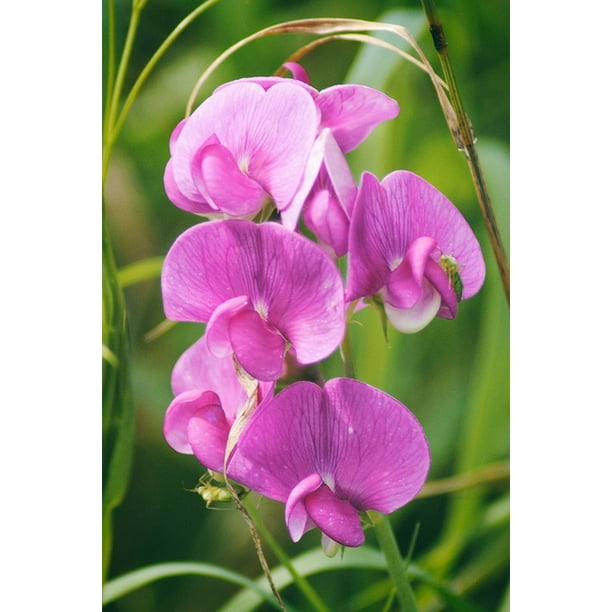 Field Plant Nature Wild Vetch Bloom Pink Vetch12 Inch BY