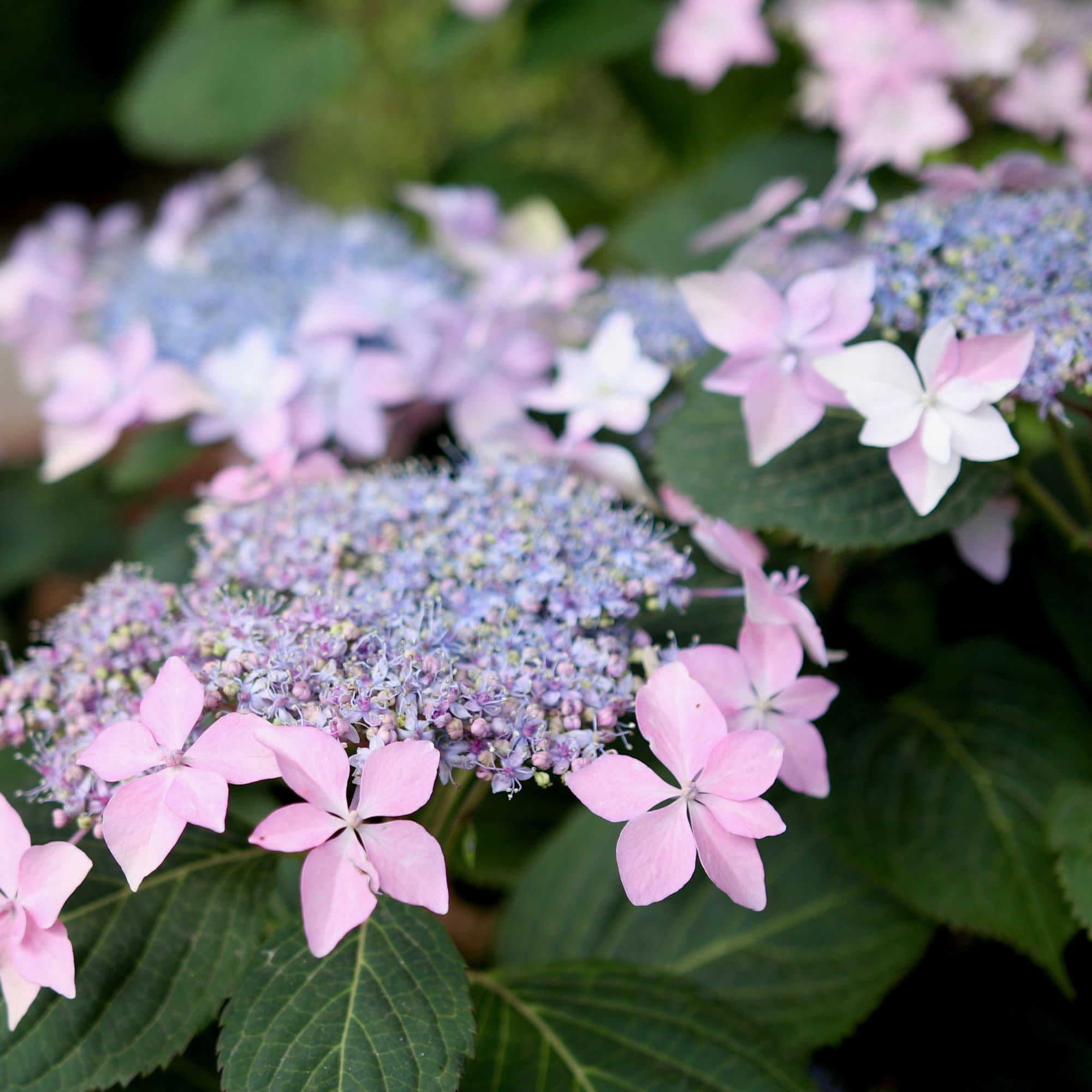 Proven Winners ColorChoice 5" Multicolor Tuff Stuff Ah-Ha Reblooming Mountain Hydrangea Live Plant in 4.5" Pot (4 Count)