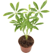 Schefflera Arboricola 'Umbrella Plant' - in Nuesery Pot Live Indoor Plant Easy to Care Natural Dcor Plant