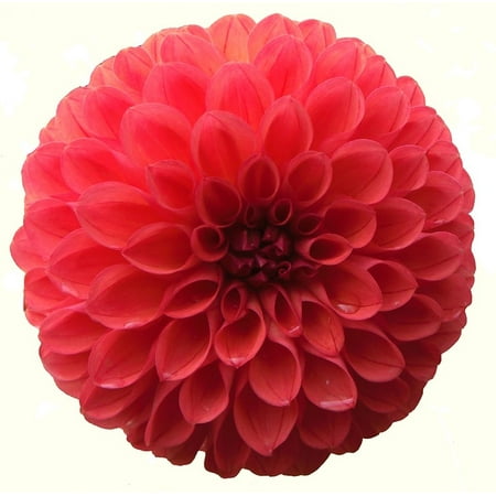 - LAMINATED POSTER Flower Petal Blooming Red Blossom Isolated Dahlia Poster Print 24 x 36