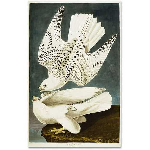 Trademark Fine Art John James Audubon Iceland or Jer Falcon Canvas Wall Art - 12x19