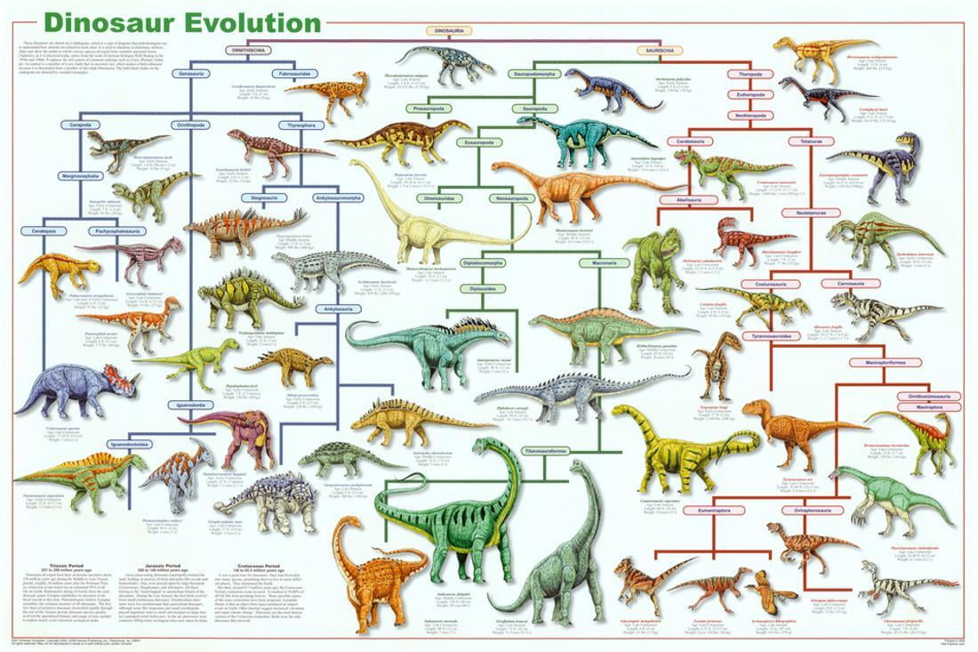 Frise Chronologique Des Dinosaures à Aujourd'hui Dinosaur Evolution Educational Science Chart Poster - 36x24 - Walmart.com