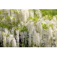 thumbnail image 3 of 5 *Seeds WHITE WISTERIA Floribunda Alba Ornamental Japanese Flower Vine Seeds, 3 of 10