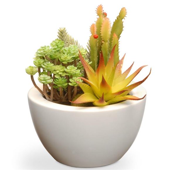 Succulent en Pot de Céramique de 7,5 Po