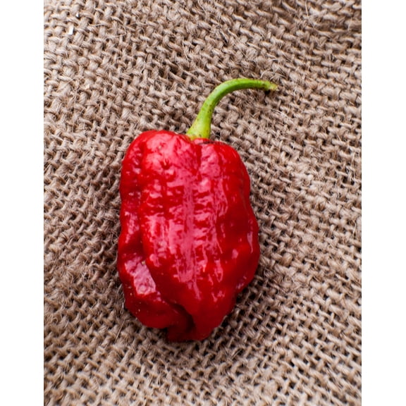 Congo SR Gigantic 7Pot Trinidad Heirloom Pepper Premium Seeds Packet
