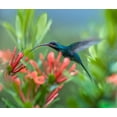 thumbnail image 2 of Fitzharris, Tim 30x26 White Modern Wood Framed Museum Art Print Titled - Green Hermit Hummingbird, 2 of 4