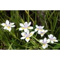thumbnail image 4 of African Iris White - 20 Live Plants - Dietes Iridioides - Drought Tolerant Groundcover Grass, 4 of 6