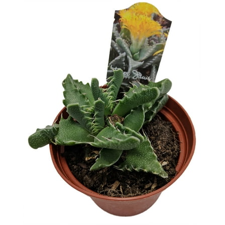 Tiger Jaws Plant - Faucaria tigrina - 3" Pot