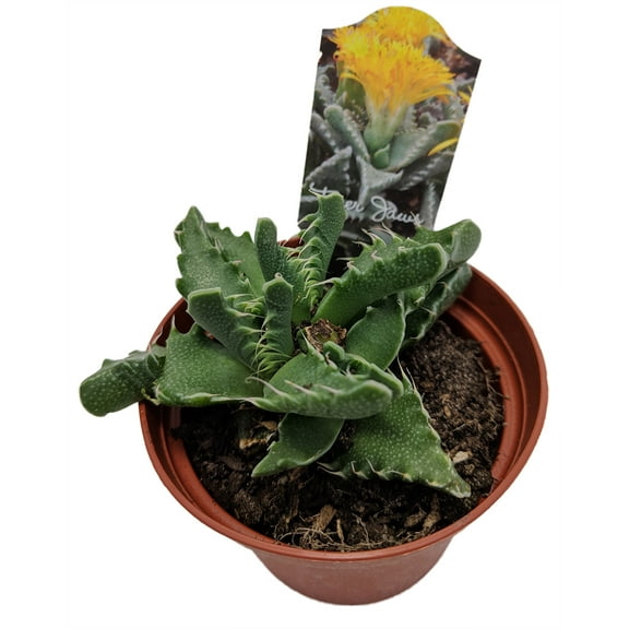 Tiger Jaws Plant - Faucaria tigrina - 3" Pot