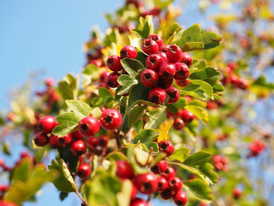 Eingriffeliger Hawthorn Red Fruits Berries Bush12 Inch By