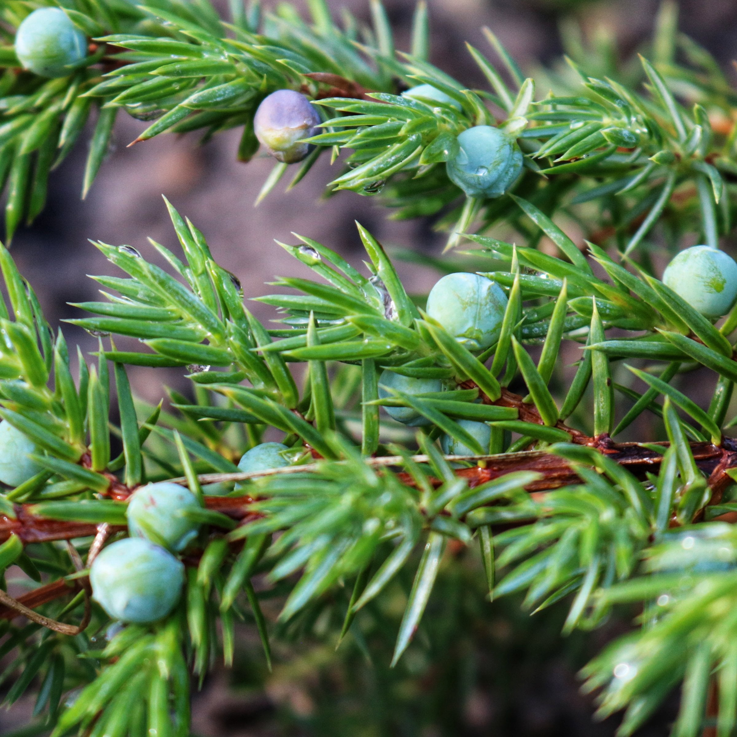 Live Shrub 1 gal Juniper 'Blue Pacific' with Full Sunlight