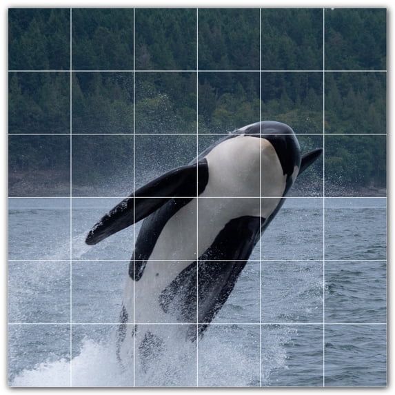 Picture-Tiles.com: Whale Ceramic Tile Wall Mural WAL501189-66S. 25.5"W x 25.5"H using (36) 4.25" x 4.25" Ceramic Tiles-Satin Finish