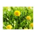 thumbnail image 3 of Tiptophomedecor Floral Wallpaper Wall Mural - Dandelion Flowers, 3 of 4
