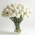 thumbnail image 3 of Globalrose Fresh Cut Flower 18 in White Carnations, 100 Count, 3 of 4