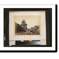 thumbnail image 2 of Historic Framed Print, Thousand Mile Tree - Wilhelmina's Pass, 17-7/8" x 21-7/8", 2 of 9