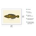 thumbnail image 2 of Hawaiian Hilu - Yellowstripe Coris (Julis Flavovittata) - Fishes of Hawaii - Vintage Color Postcard c.1905 - Fine Art Rolled Canvas Print (Unframed) 20in x 26in, 2 of 4