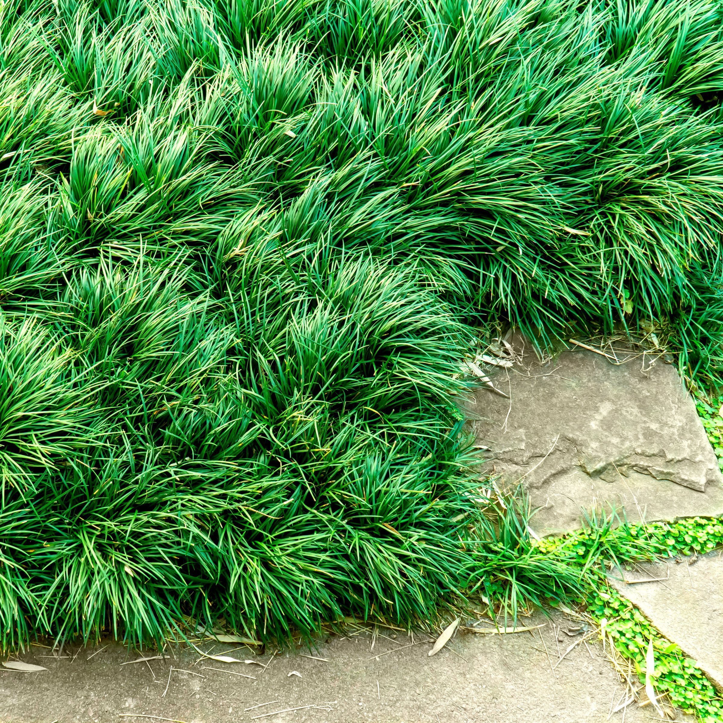 National Plant Network 4 in. Mondo Grass (16-Pack)