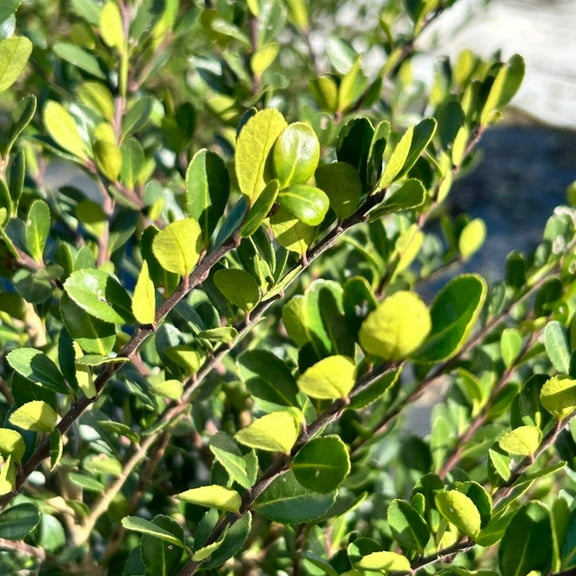 Compact Japanese Holly - 3 Gallon Pot, Live Evergreen Shrub, Full/Part Sun, Outdoor