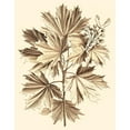 thumbnail image 3 of Munting, Abraham 20x24 Black Modern Framed Museum Art Print Titled - Sepia Munting Foliage V, 3 of 5