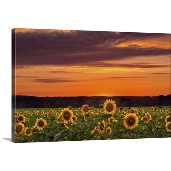 Great Big Canvas "Sunset over Sunflowers"  by Michael Blanchette Dark Forest Green Brown   Wrapped Canvas Print Wall Artwork