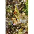 thumbnail image 2 of Shimlock, Jones 17x24 Gold Ornate Wood Framed with Double Matting Museum Art Print Titled - Colorful hawkfish, Raja Ampat, Papua, Indonesia, 2 of 4