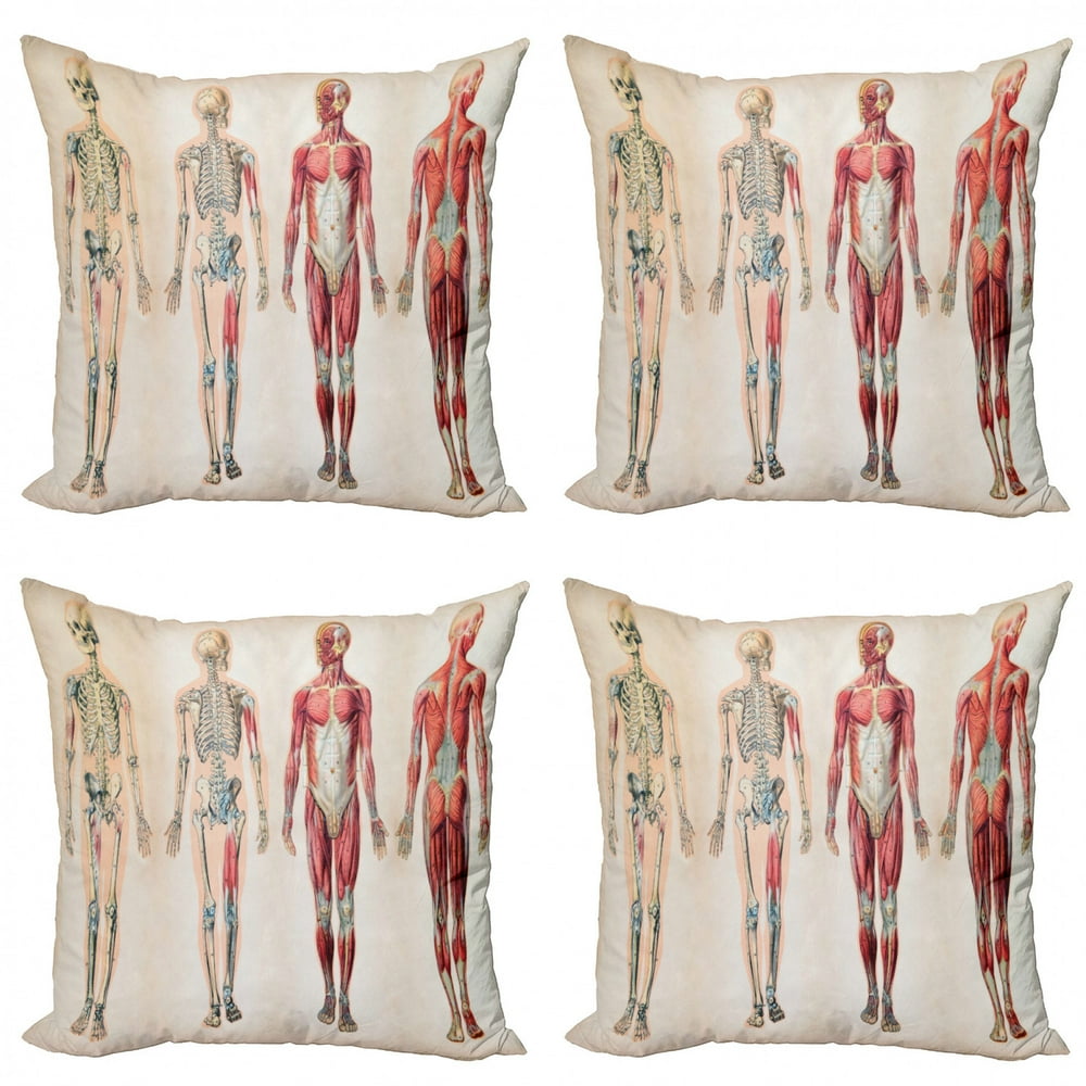 Human Anatomy Throw Pillow Cushion Case Pack of 4, Vintage Chart of Body Front Back Skeleton and