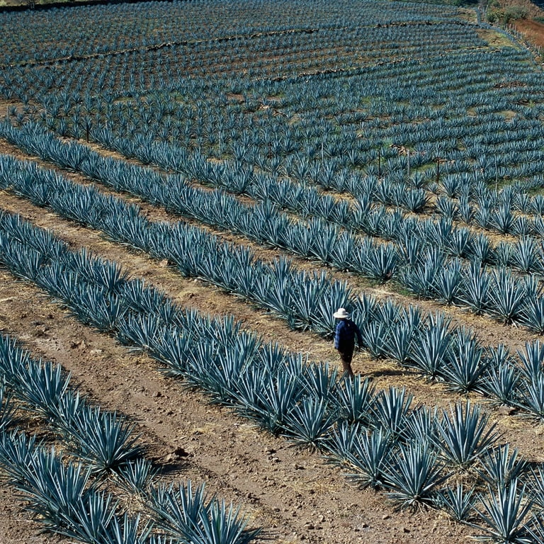 Agave Tequilana Live Medium Size Plant Blue Weber Tequila Succulent Drought  Tolerant Hardy Ornamental Specimen - Walmart.com