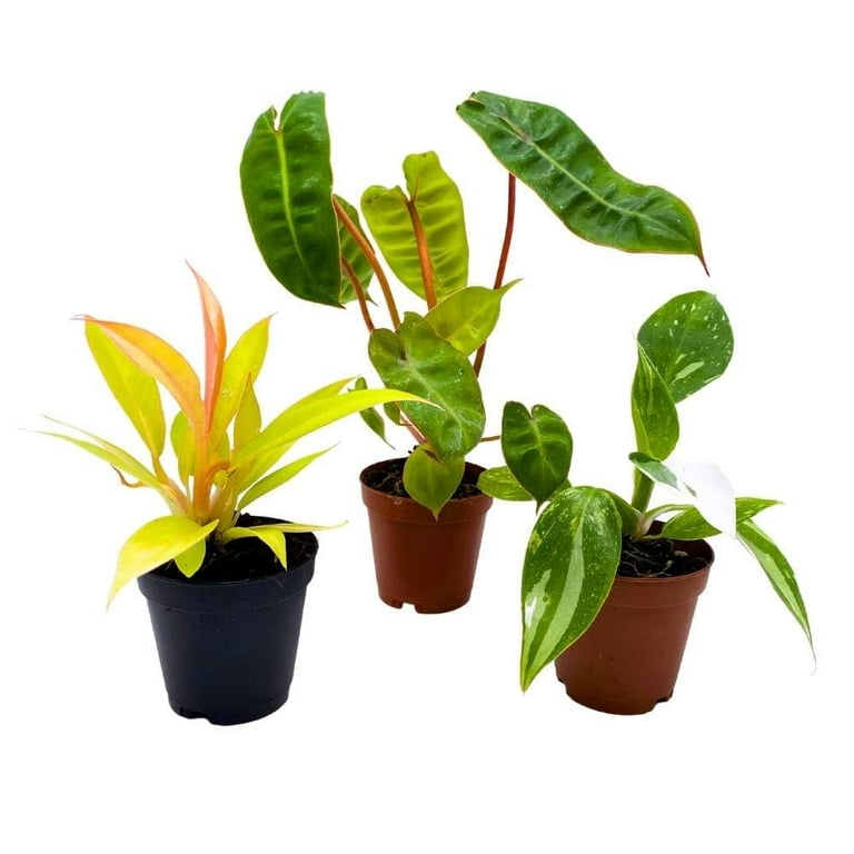 6 inch snake plant Sansevieria 'Twist' Snake Plant  DesertScapeSucculent