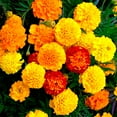 thumbnail image 2 of TomorrowSeeds - Petite Mix French Marigold Seeds - 200+ Count - For 2025 Planting Dwarf Tagetes, 2 of 9