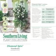 thumbnail image 6 of Southern Living Gardenia Diamond Spire Live Shrub in 2-Gallon Grower Pot, 6 of 10