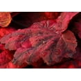 thumbnail image 3 of Autumn Leaves Coral Bells - Heuchera - Shade Perennial - Gallon Pot, 3 of 3