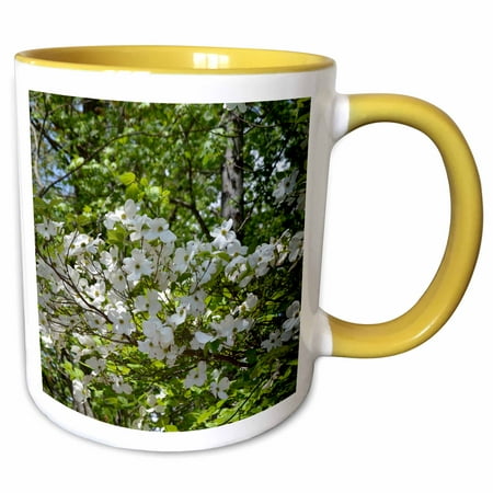 Grow Dogwood Tree 3dRose Dogwood Flowers in Gainesville Dogwood trees growing in Gainesville Park - Two Tone Yellow Mug, 15-ounce ()