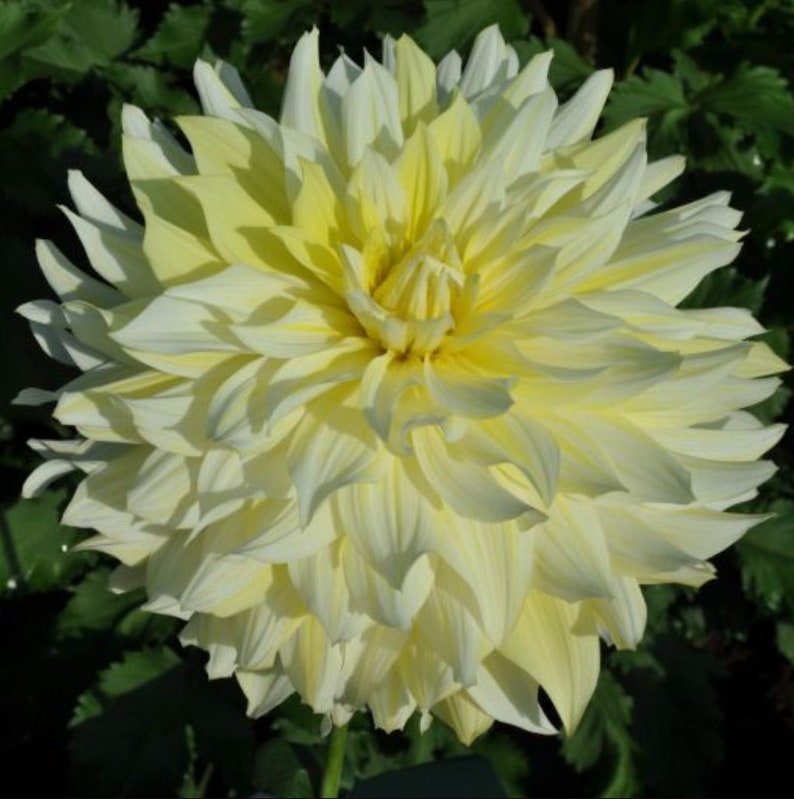 40 Seeds Mix Color Dahlia Seeds - Pollinator Friendly - - Heirloom Flower Seeds for Garden Blooms