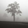 thumbnail image 3 of Cook, Jamie 15x15 Black Modern Framed Museum Art Print Titled - Fog Tree Study I, 3 of 5