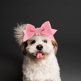 thumbnail image 5 of unbranded Lazo Para De Perro Color Rosa Y Resistente Para De Mascotas, 5 of 5