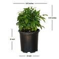 thumbnail image 4 of Expert Gardener Firepower Nandina (2.5 Quart) Evergreen Shrub with Seasonal Color - Part Sun Live Outdoor Plant, 4 of 8