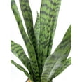 thumbnail image 4 of Artificial Snake Plant 22.5" Faux Agave Fake Sansevieria Artificial Potted Plants for Indoor and Outdoor Home Office Décor, 4 of 5