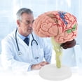thumbnail image 2 of Modelo De Cerebro Humano 4D, Modelo Anatómico De Cerebro Humano, Modelo De Cerebro Humano Desmontado, Herramienta De Enseñanza Y Aprendizaje Estructural Inevent FN005784-00, 2 of 6