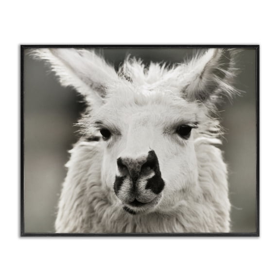 Stupell Industries Farmhouse Llama Gazing Portrait Black Framed Giclee Art, 14 x 11, by Danita Delimont
