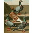 thumbnail image 3 of Gustav Prütz 15x18 Black Modern Framed Museum Art Print Titled - C. European Tabellaria (1884-1886), 3 of 5