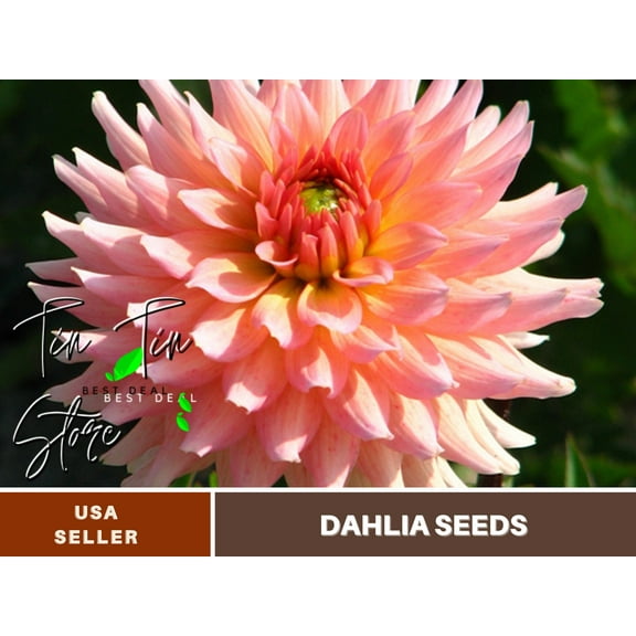 40  Seeds| Gallery Leonardo Dahlia Perennial Seeds - Flower See | Seeds, Herbal Seeds, No GMO, Chinese Seeds, Authentic Seed#D081