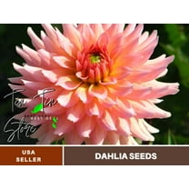 40 Seeds| Gallery Leonardo Dahlia Perennial Seeds - Flower See | Seeds, Herbal Seeds, No GMO, Chinese Seeds, Authentic Seed#D081
