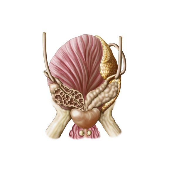 Posterior view of urinary bladder showing seminal vesicles Canvas Art - Stocktrek Images (16 x 13)