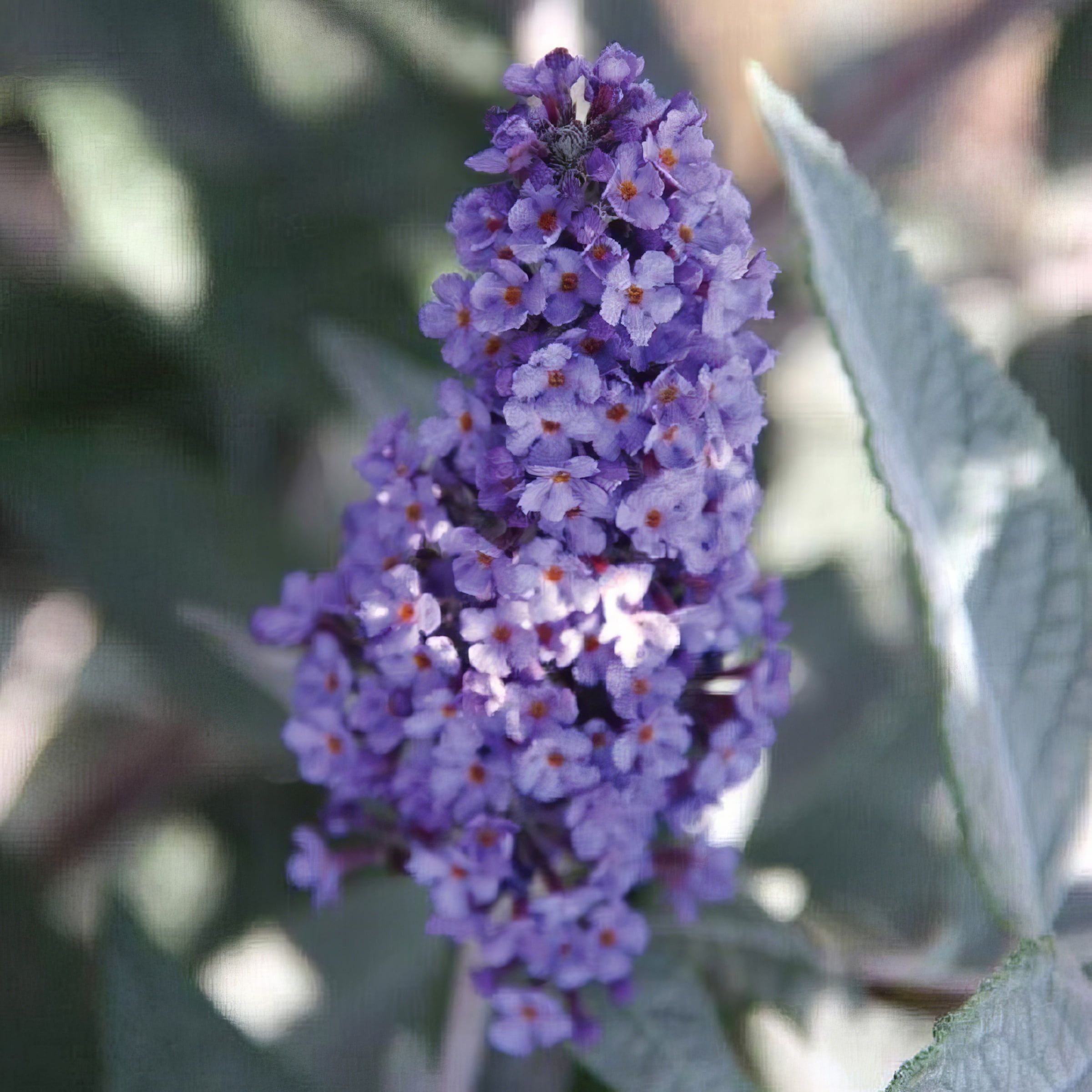3 gal. Buddleia True Blue Shrub with Blue Flowers