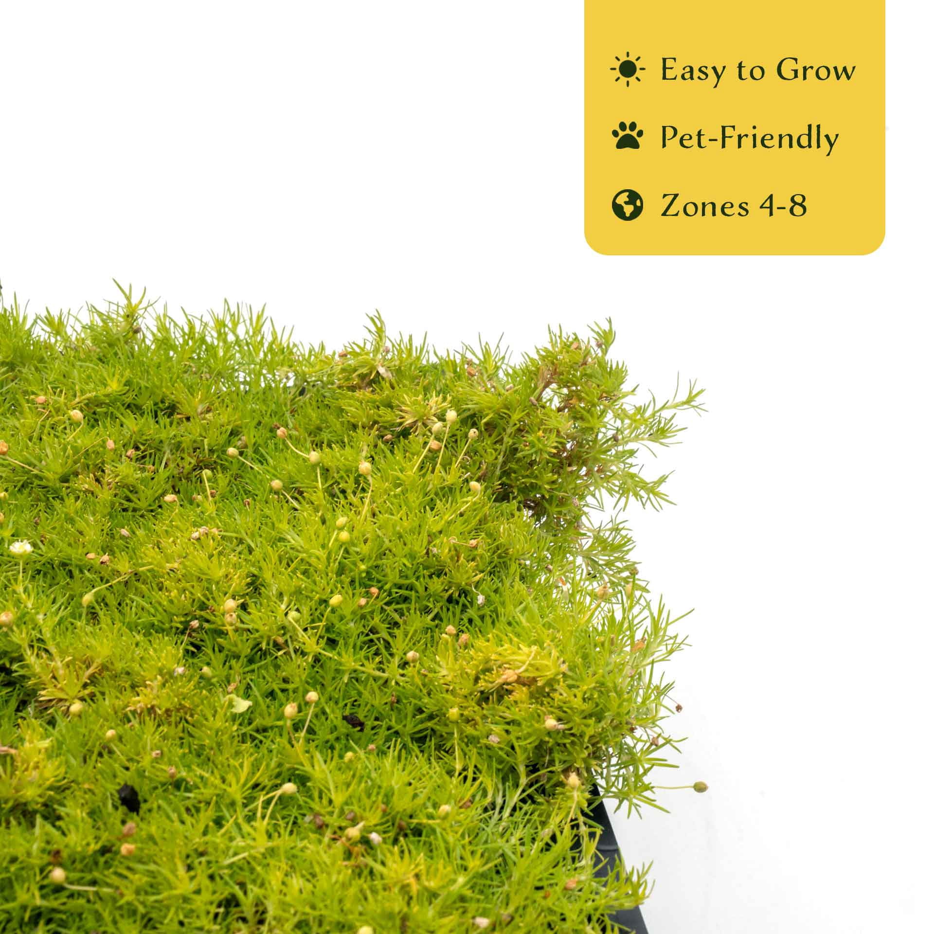 12 Scottish Moss – Soft Golden Evergreen Groundcover for Rock Gardens, Pathways & Containers (Sagina subulata ‘Aurea’) in 2.5″ Cubes, Live Plants