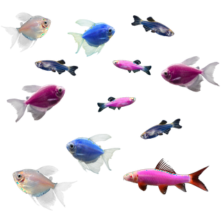 Walmart fish clearance pets